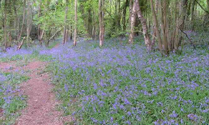Bluebells at Churchwood Local Nature Reserve