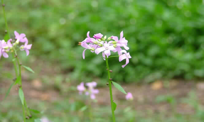 Coral Root Bittercress at Churchwood Local Nature Reserve