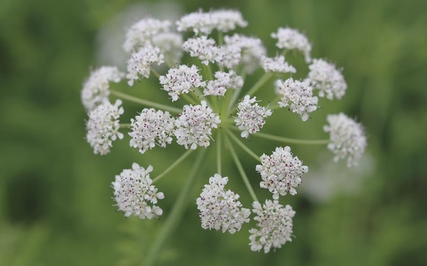 Hemlock Water Dropwort