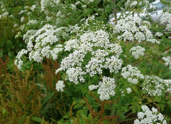 Hemlock2