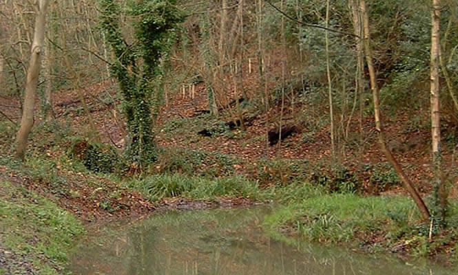 Pond at Summerfields Woods Local Nature Reserve