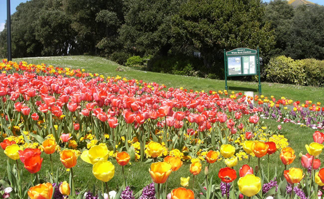 White Rock Gardens flowers
